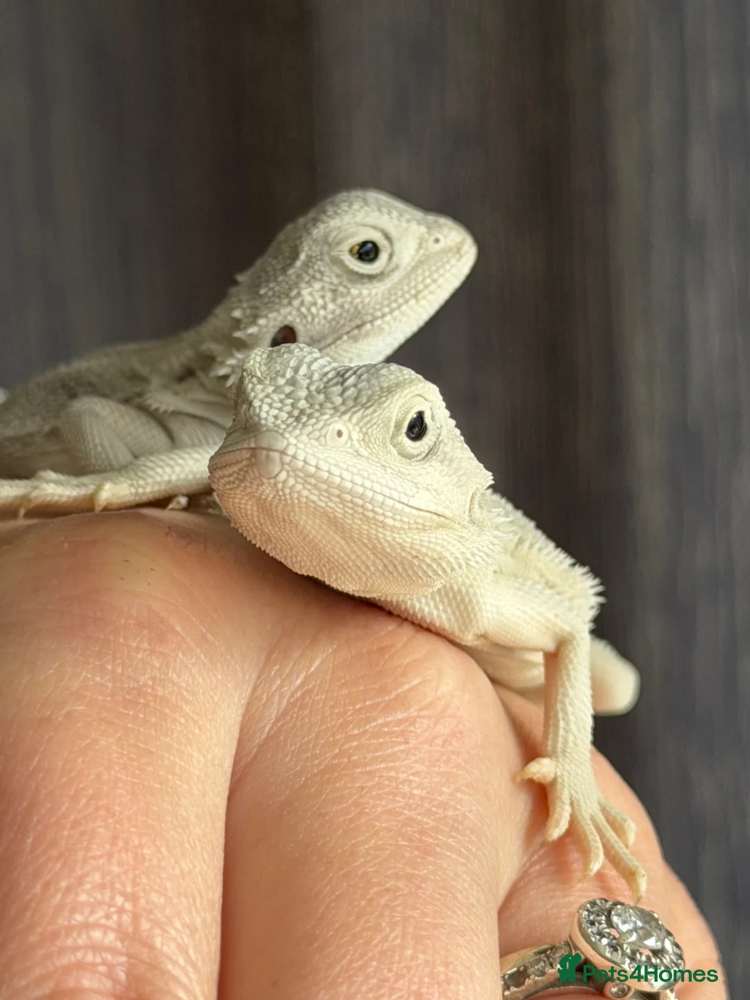 Bearded Dragon reptiles for sale: ❄️🤍 Baby Snow White Hypo Zero Bearded Dragon 🤍❄️ - Advert 2