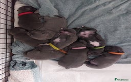 Staffordshire Bull Terrier dogs for sale: Blue Staffordshire Bull Terrier 🐶 Puppies 🐶 - Image 15