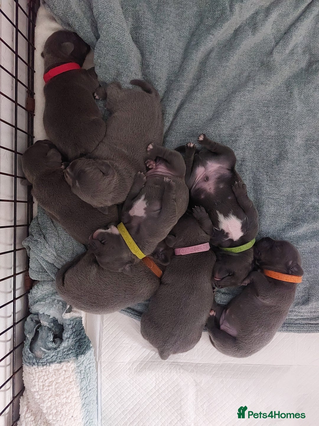 Staffordshire Bull Terrier dogs for sale: Blue Staffordshire Bull Terrier 🐶 Puppies 🐶 - Image 15