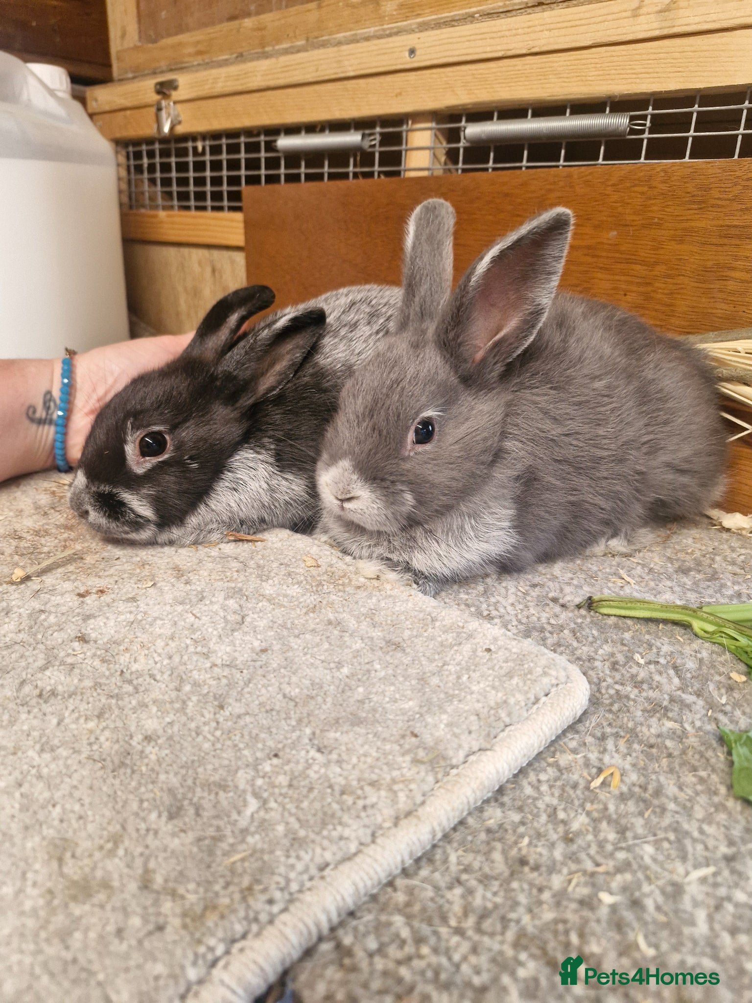 Argente rabbits Noir & blue Argente rabbits, male & female - Advert 1