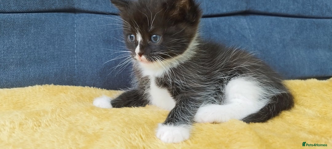 Ragdoll cats for sale: Half Ragdoll -one black boy - Image 18