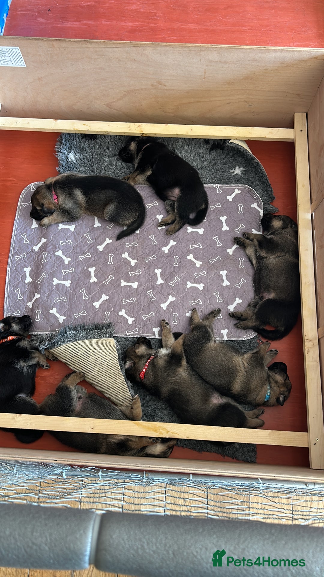 Shepsky dogs for sale: German Shepherd/Shepsky Puppies - Image 1