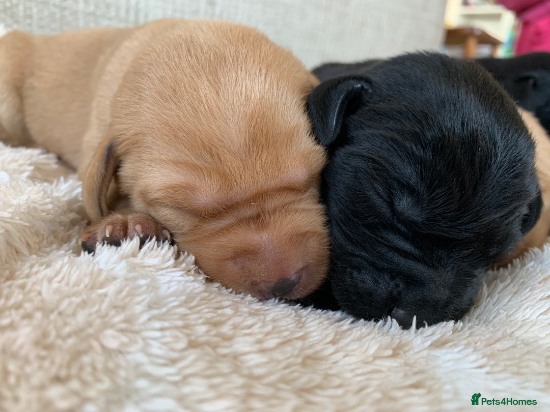 Labrador Retriever dogs for sale: Beautiful KC reg Labrador puppies - Image 3