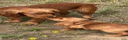 Cocker Spaniel dogs for sale: Cocker spaniel puppies for sale  - Advert 7