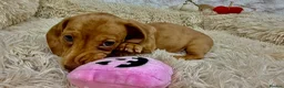 Dachshund dogs for sale: HIGH QUALITY MINIATURE DACHSHUND PUPPIES - Advert 10
