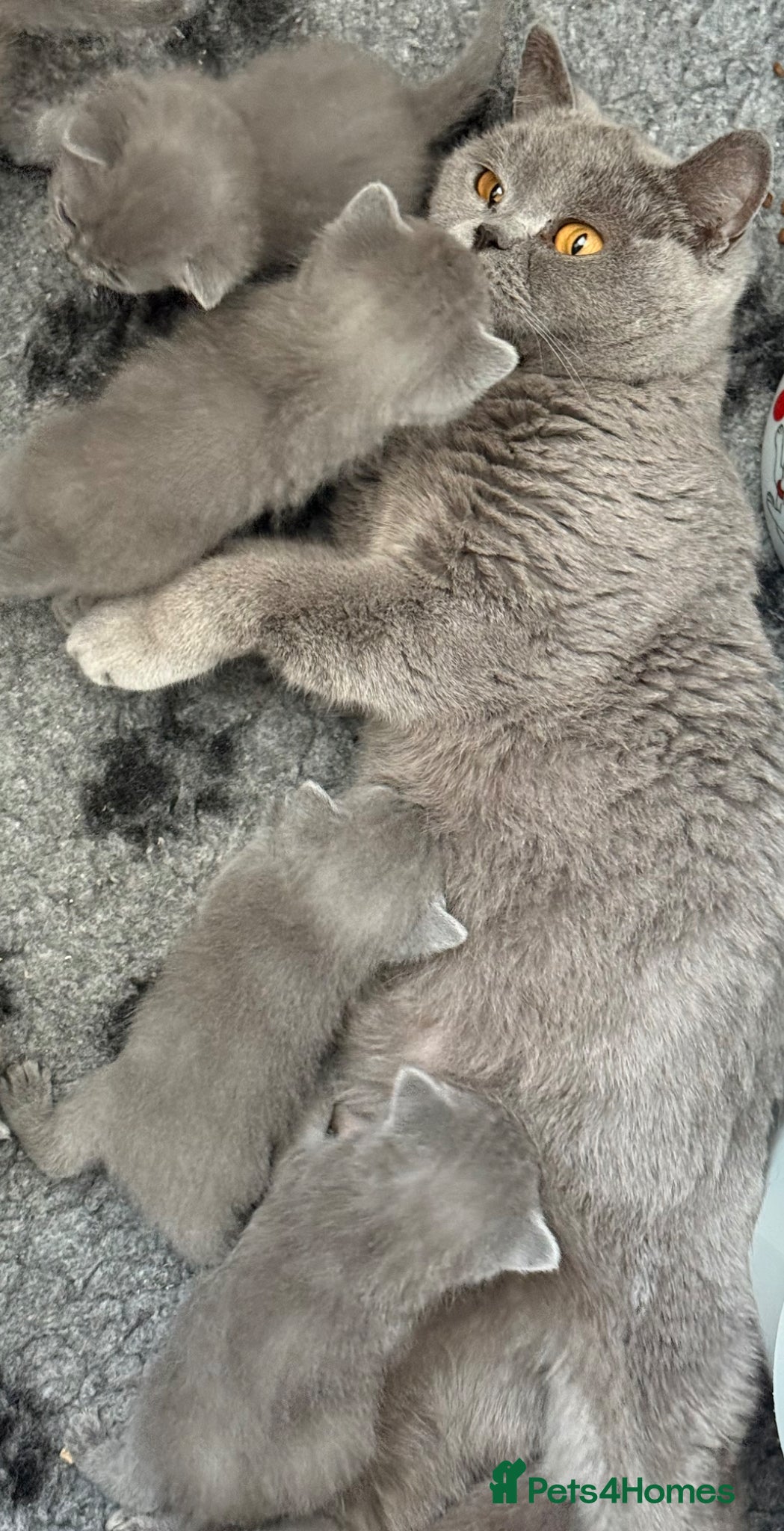 British Shorthair cats Gorgeous blue, British shorthair kittens  - Advert 2
