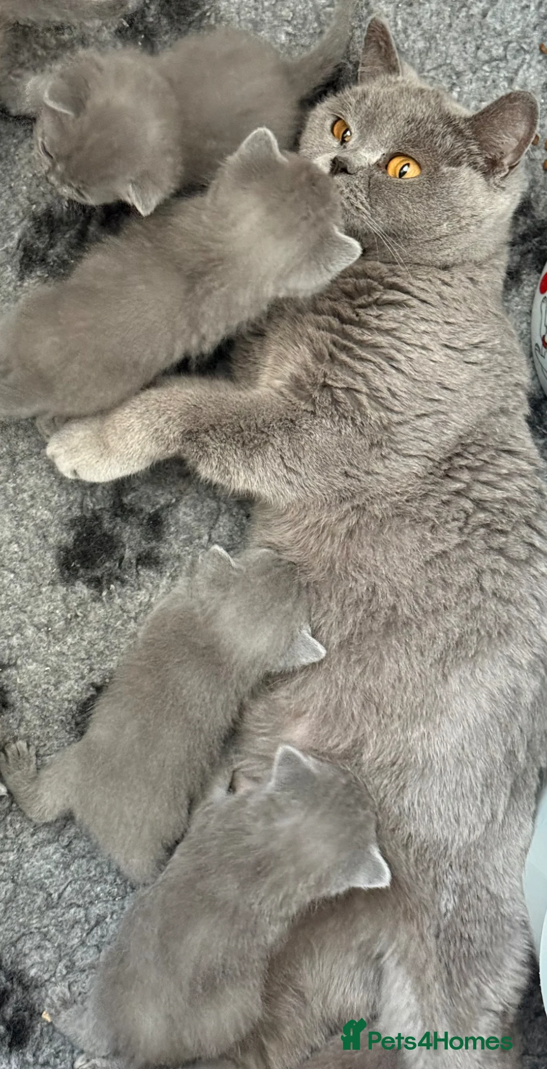 British Shorthair cats for sale: Gorgeous blue, British shorthair kittens  - Advert 2