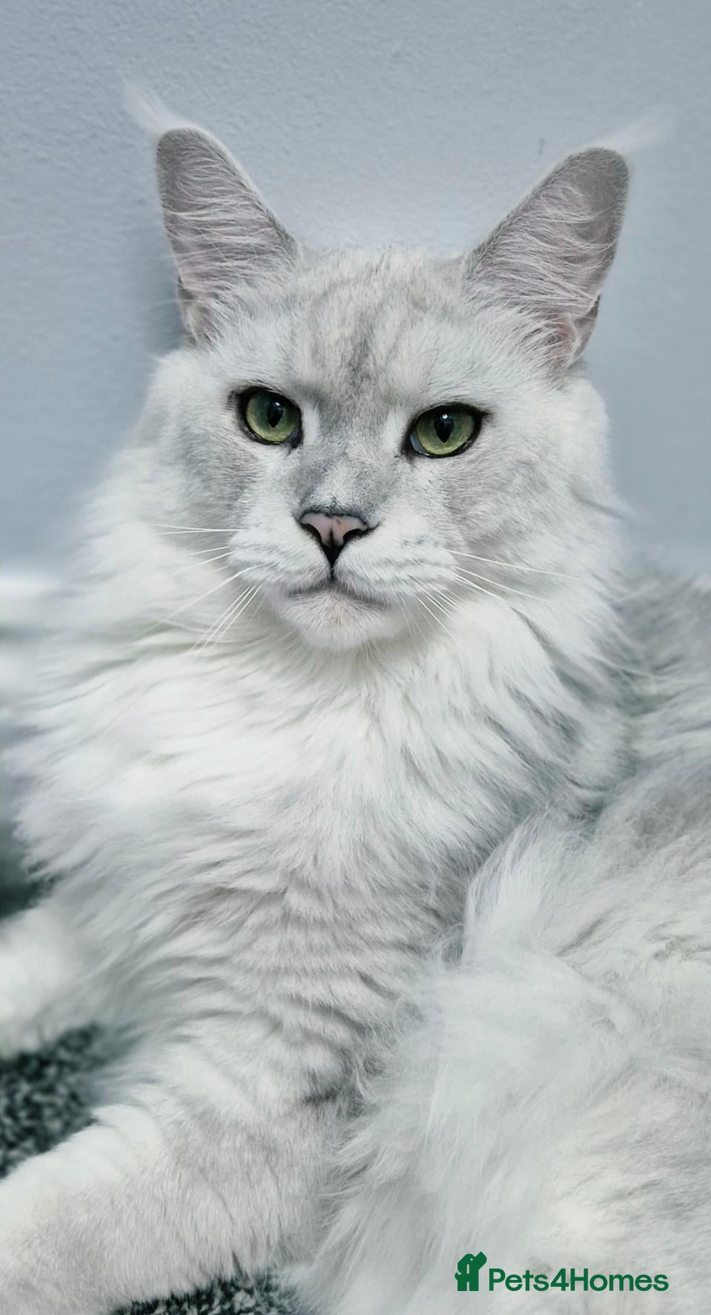 Maine Coon cats 💙 Pedigree Maine Coon Rare Shaded Affectionate  - Advert 1