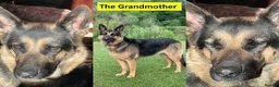 German Shepherd dogs for sale: Straight Back w/line German Shepherd puppies - Advert 6