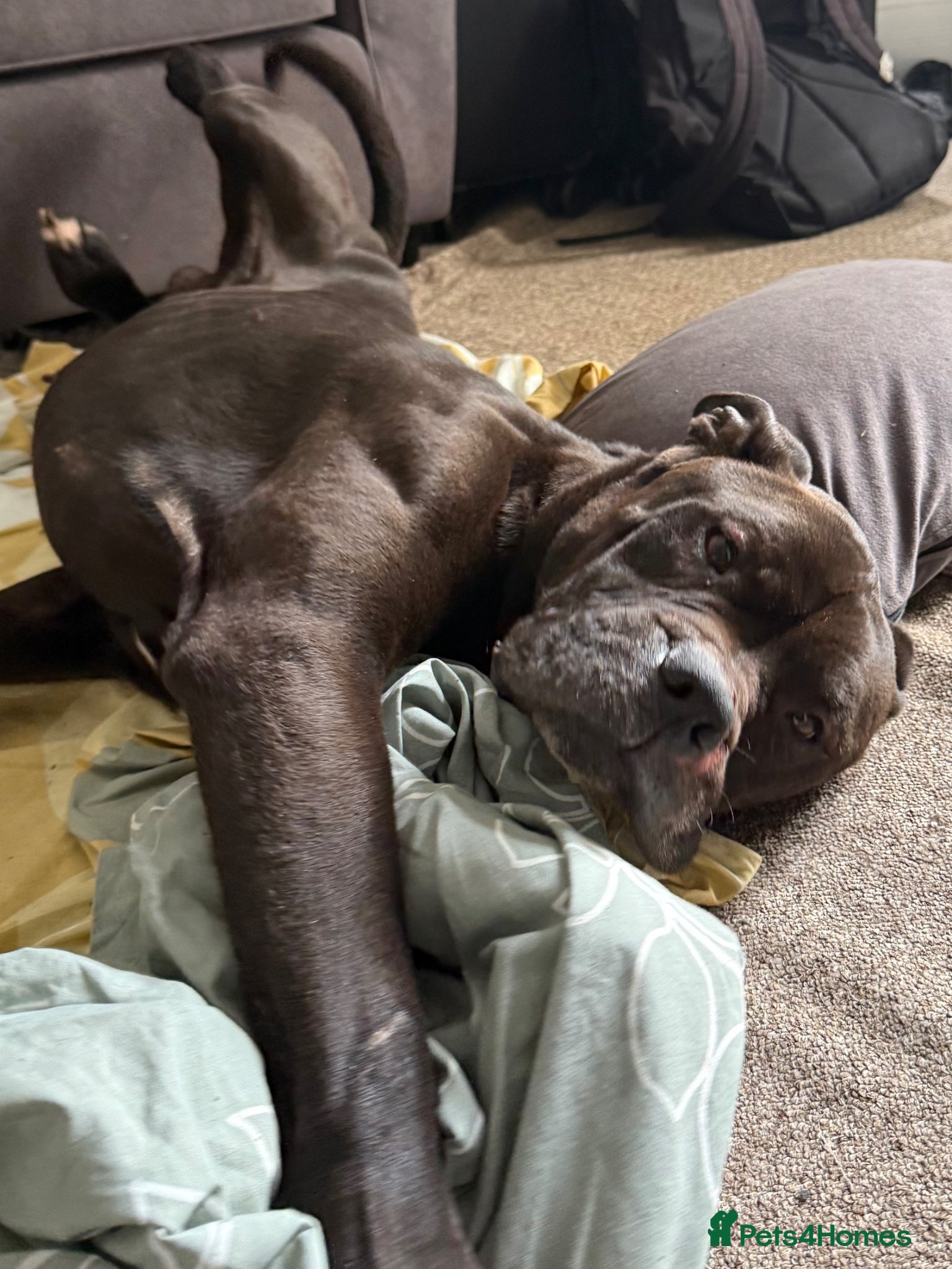 Mixed Breed dogs Sav is looking for a new family - Advert 1