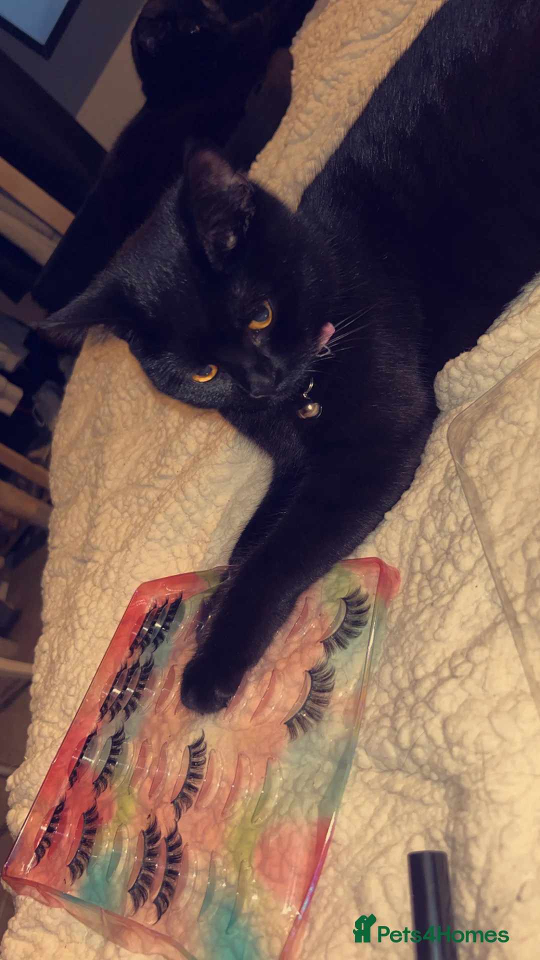 British Shorthair cats for sale: Bunn the great British shorthair  - Advert 2