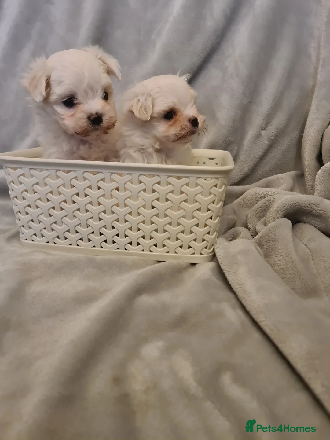 Maltese dogs for sale: Korean Maltese  in Bootle - Advert 5