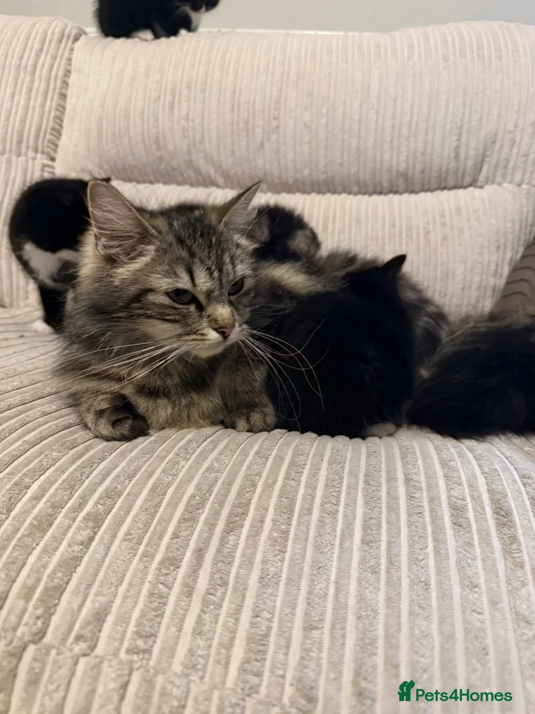 Mixed Breed cats for sale: 4 kittens ready 7th June  - Advert 6