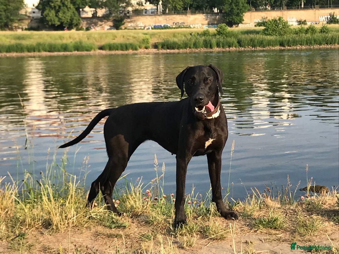 Mixed Breed dogs for sale: Loving energetic dog - Image 1