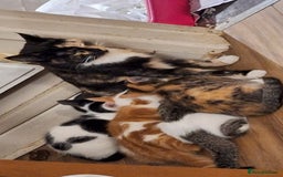 Mixed Breed cats for sale: Beautiful half ragdoll kittens for sale - Advert 1