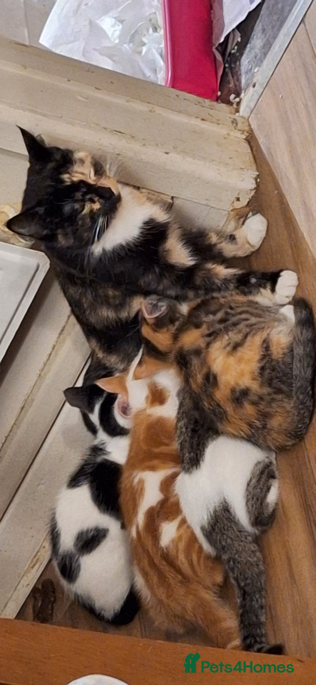 Mixed Breed cats for sale: Beautiful half ragdoll kittens for sale - Advert 1