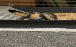 English Lop rabbits for sale: Female lop  - Image 3