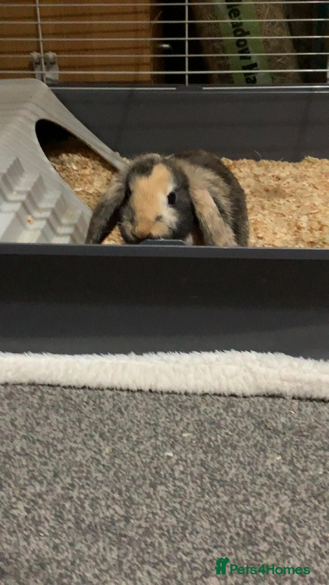 English Lop rabbits for sale: Female lop  - Image 3