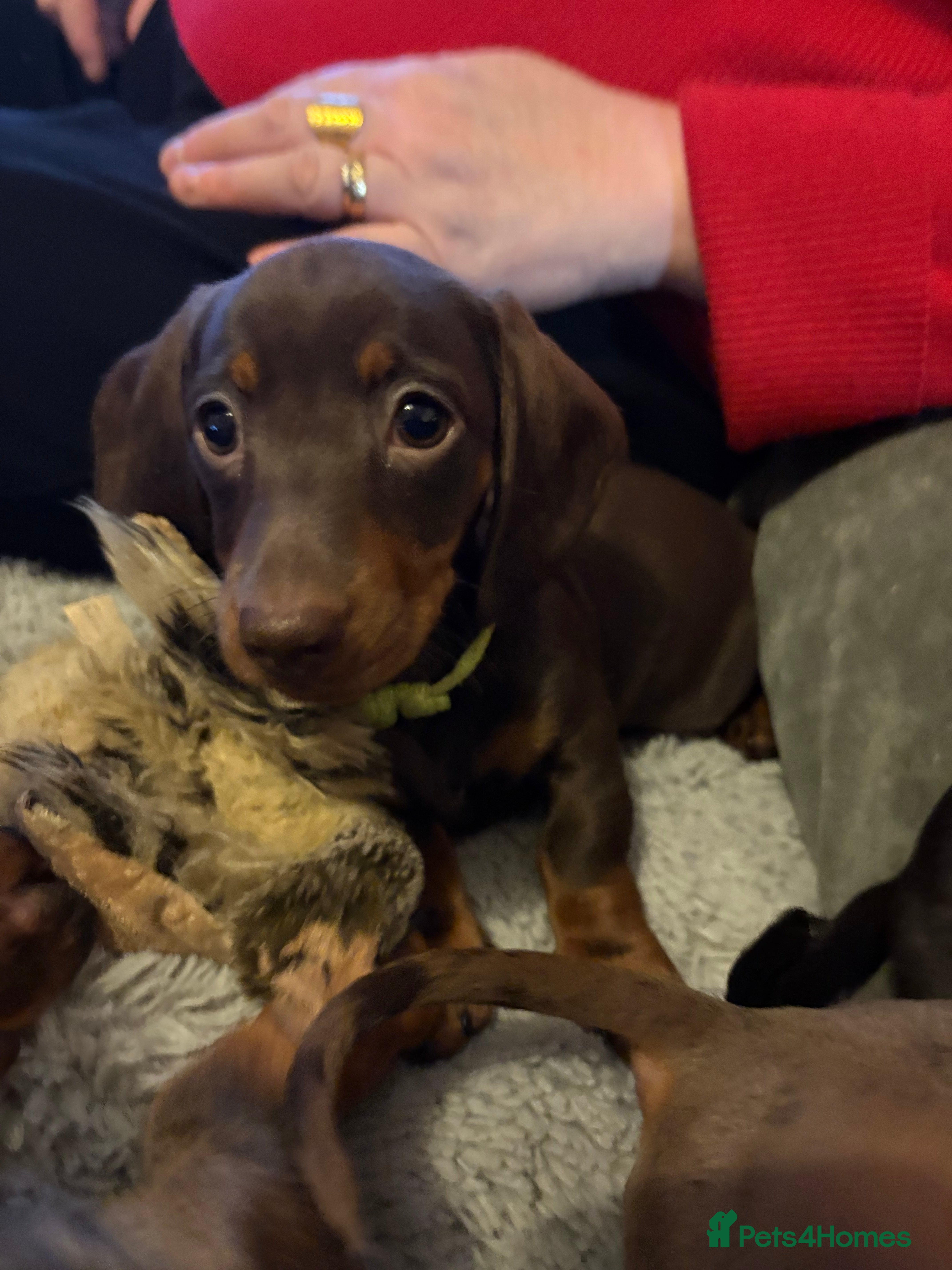 Miniature Dachshund dogs READY 🐶🤎Beautiful miniature dachshunds  - Advert 16