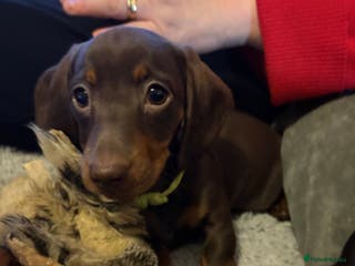 Miniature Dachshund dogs READY 🐶🤎Beautiful miniature dachshunds - Advert 16