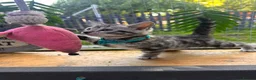 Bengal cats for sale: ✨beautiful Bengal kittens✨ - Advert 4