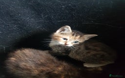 Mixed Breed cats for sale: 3 beautiful female kittens  - Image 2