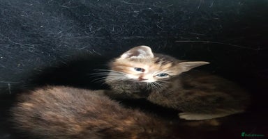 Mixed Breed cats - Advert 5
