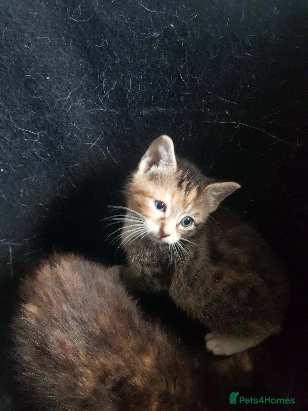 Mixed Breed cats for sale: 3 beautiful female kittens  - Image 2