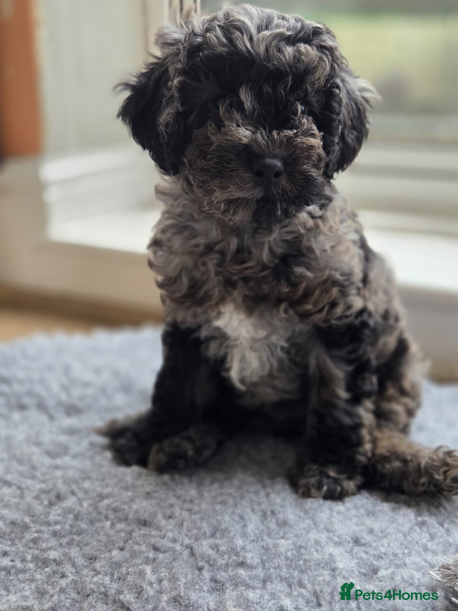 Cockapoo dogs Last 1 Ready Now! Merle Male F1b Cockapoo (Oreo) - Advert 1