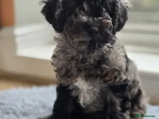 Cockapoo dogs Last 1 Ready Now! Merle Male F1b Cockapoo (Oreo) - Advert 1