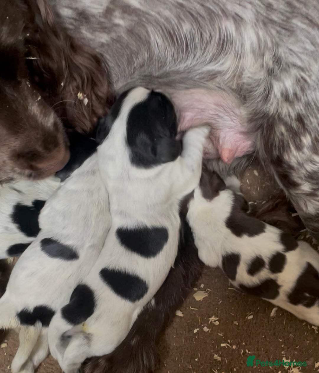Cocker Spaniel dogs for sale: Stunning Show Type Cocker Spaniel Pups For Sale - Image 8