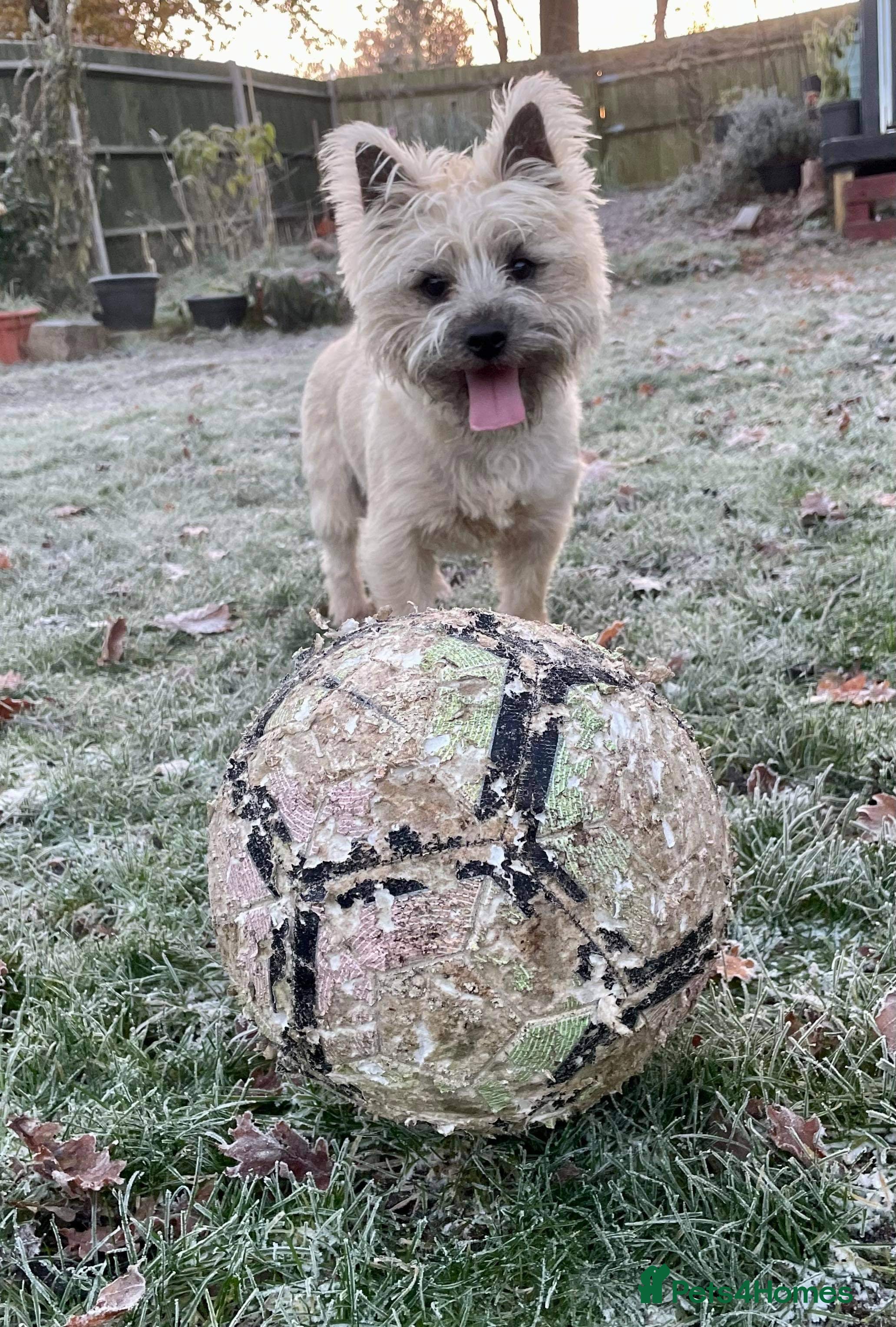 Cairn Terrier dogs pedigree cairn terrier for stud in Waterlooville - Advert 2