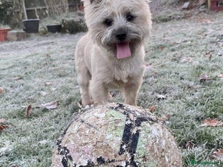 Cairn Terrier dogs in Waterlooville - Advert 2