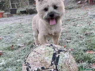 Cairn Terrier dogs pedigree cairn terrier for stud in Waterlooville - Advert 1