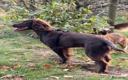 Cocker Spaniel dogs for sale: Cocker spaneil (female)  - Image 2