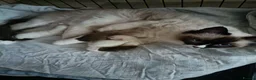 Ragdoll cats for sale: Kittens of Champion Status dad - Advert 14