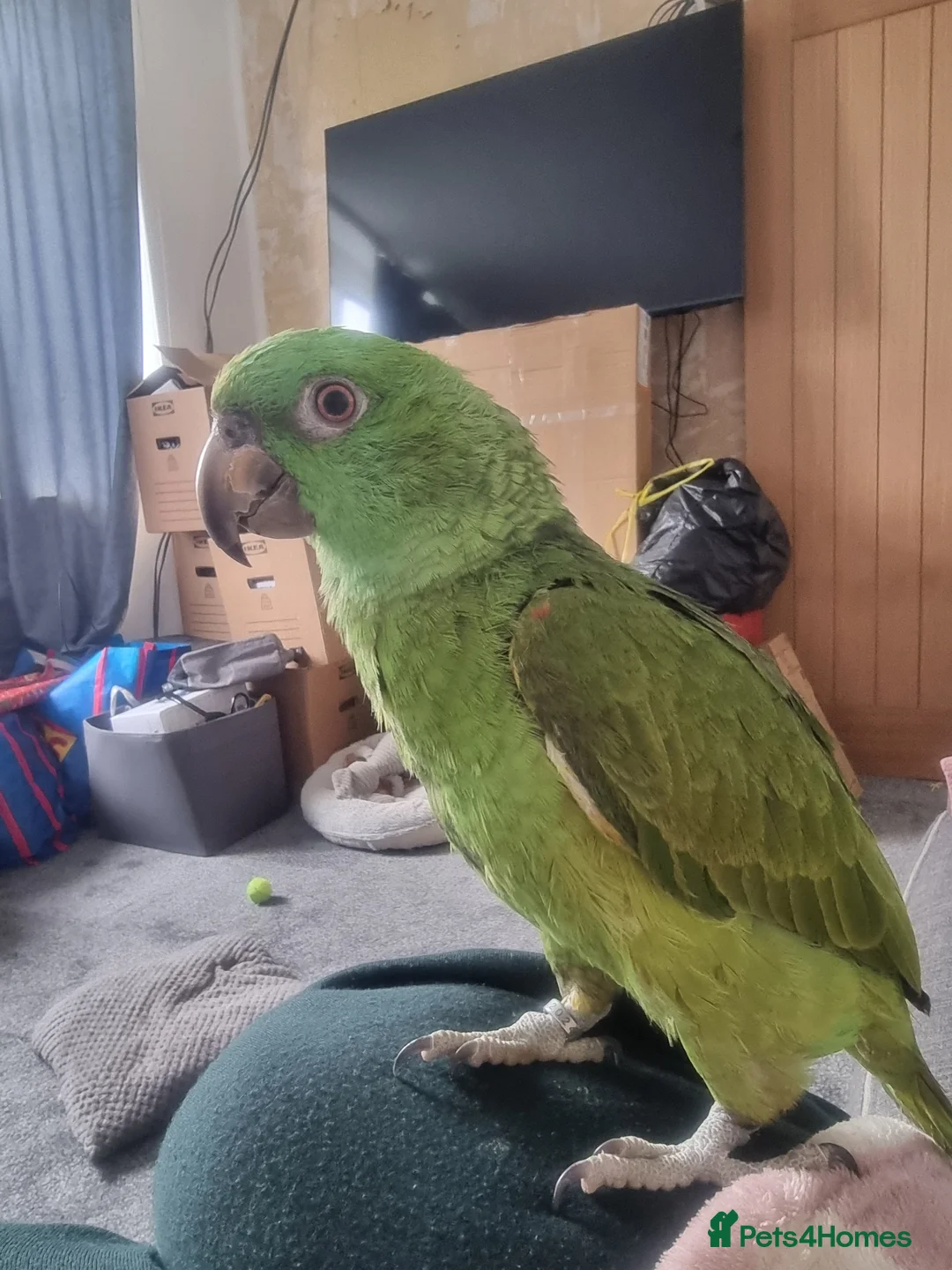 Parrots birds for sale: Yellow naped amazon, Tame parrot  - Advert 2