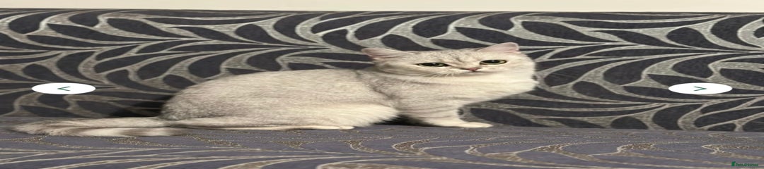 British Shorthair Kitten 1