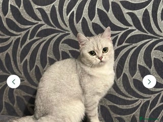 British Shorthair cats - Advert 1