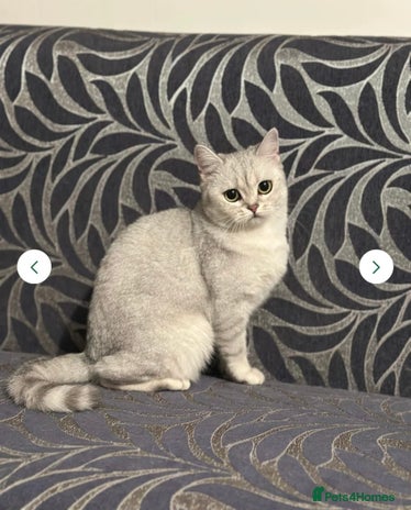 British Shorthair cats - Advert 8