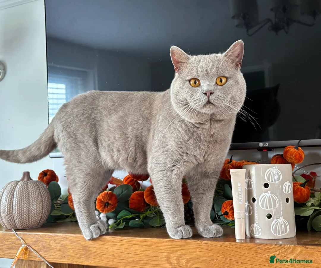British Shorthair cats for stud: HEALTH TESTED. PROVEN. PEDIGREE  - Advert 18