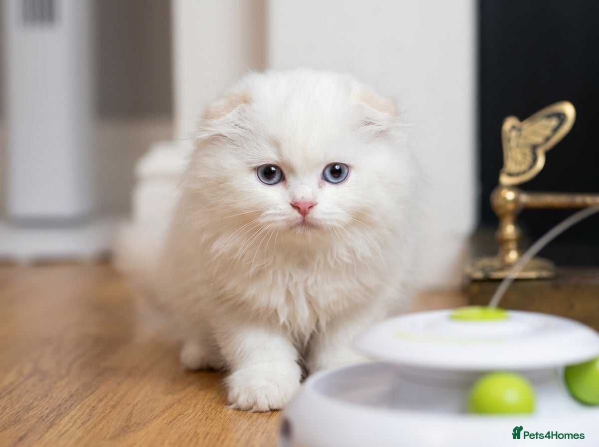 British Shorthair cats Last-Adorable Kitten Ready For Reservation  - Advert 2