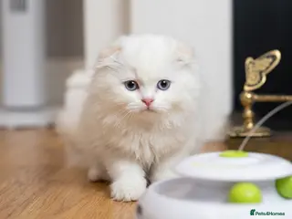 British Shorthair cats Last-Adorable Kitten Ready For Reservation - Advert 2