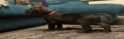 Cane Corso dogs for sale: Exceptional Quality Full Pedigree  - Advert 15