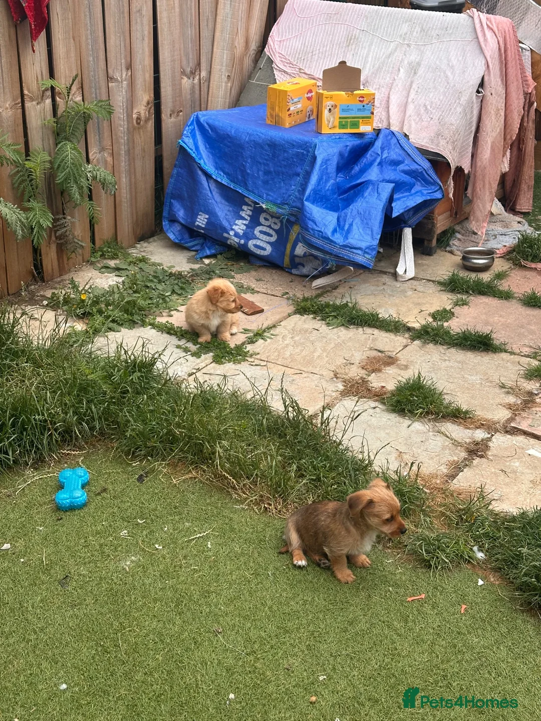 Mixed Breed dogs for sale: Chihuahua x terrier puppies for sale - Advert 16