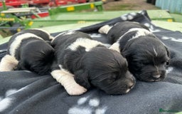 English Springer Spaniel dogs for sale: Gorgeous marked English Springer Spaniel pups  - Image 8