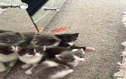 Mixed Breed cats for sale: Beautiful half Maine coon kittens ❤️ - Image 6