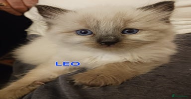 Ragdoll cats - Advert 7