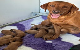 Labrador Retriever dogs for stud: 0/0 Hips & elbows fox red labrador in Leyburn - Image 15