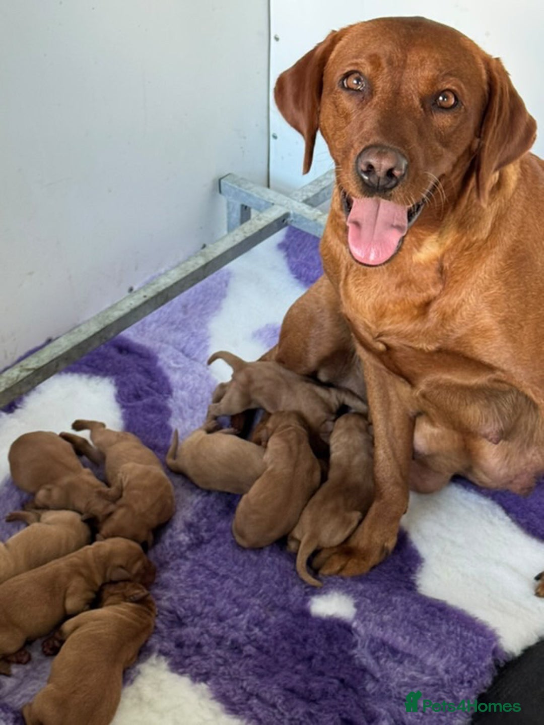 Labrador Retriever dogs for stud: 0/0 Hips & elbows fox red labrador in Leyburn - Image 15